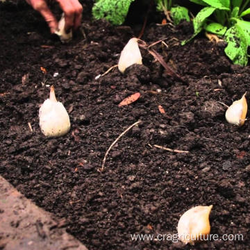 Lower Price Planting Garlic Farm Supply
